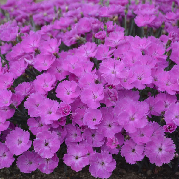 Dianthus 'Paint the Town Fuchsia'shipped from Grower to your door