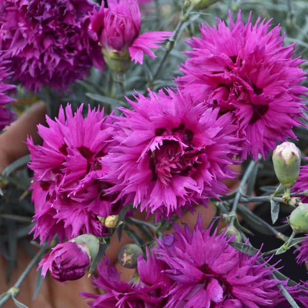 Dianthus 'Spiked Punch'shipped from Grower to your door
