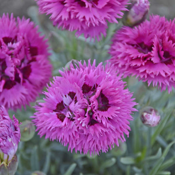 Dianthus 'Spiked Punch'shipped from Grower to your door