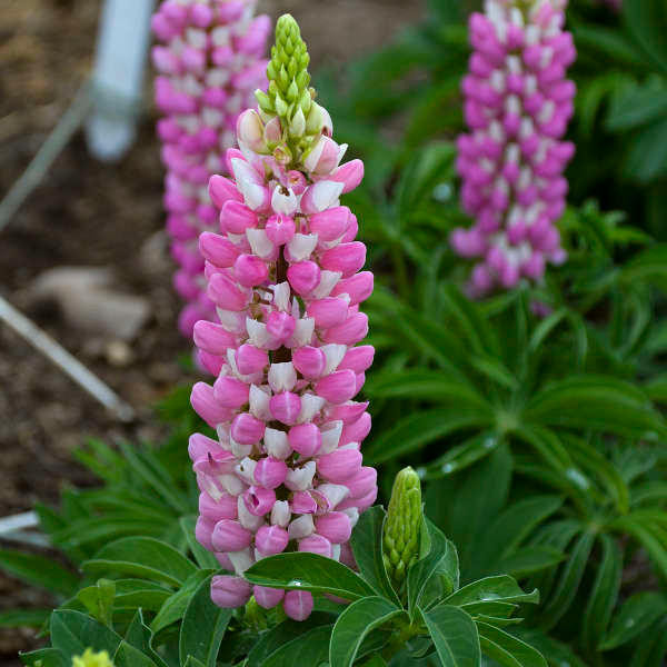 Lupinus Pink Bicolor shipped from Grower to your door