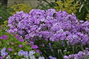 Phlox 'Amethyst Pearl'shipped from Grower to your door