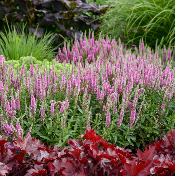 Veronica 'Pink Potion' shipped from Grower to your door
