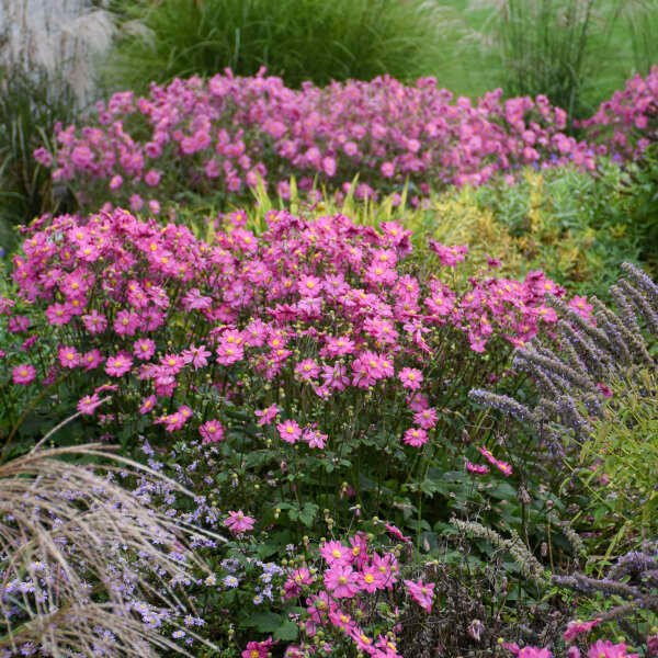 Anemone 'Curtain Call Deep Rose' shipped from Grower to your door