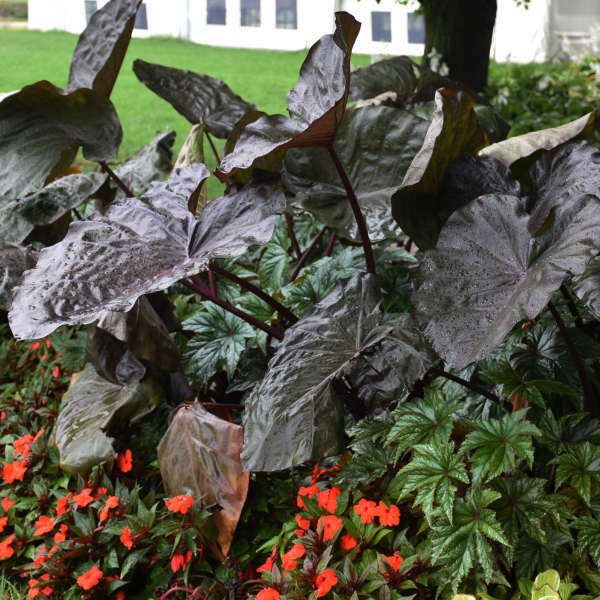colocasia-distant-memory-ppaf-