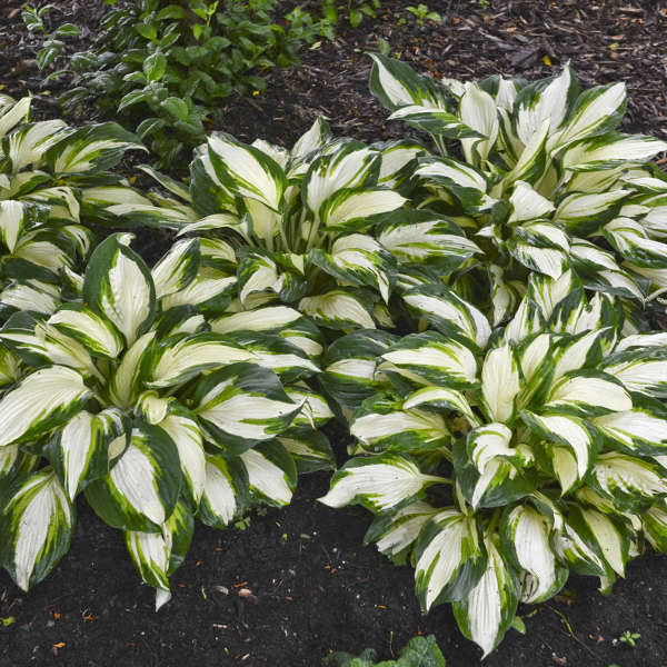 Hosta VULCAN shipped from Grower to your door