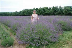 Lavandula x i. PHENOMENAL TM ('Niko' PP24193) shipped from Grower