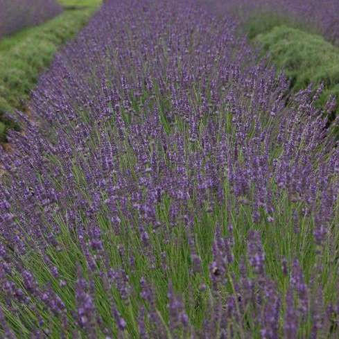 ★★ LAVENDER様❤︎ ご専用ページ　★★ lavandula-x-i-phenomenal-tm-