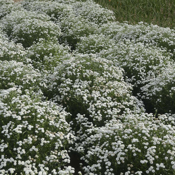 Achillea p. 'Peter Cottontail' PP31756 (25) BR Plants
