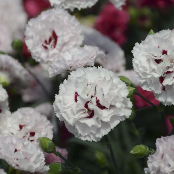 Dianthus Appleblossom Burst shipped from Grower to your door