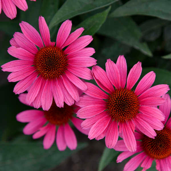Echinacea 'Coral Craze' shipped from Grower to your door