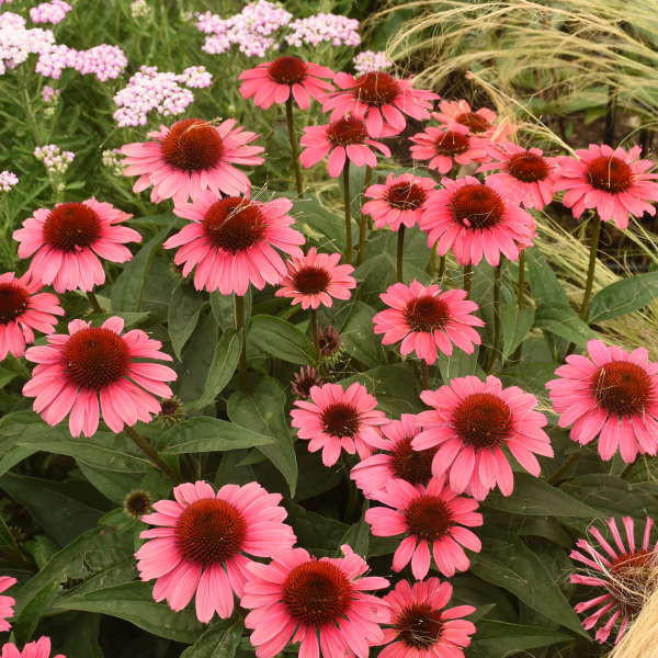 Echinacea 'Coral Craze' shipped from Grower to your door