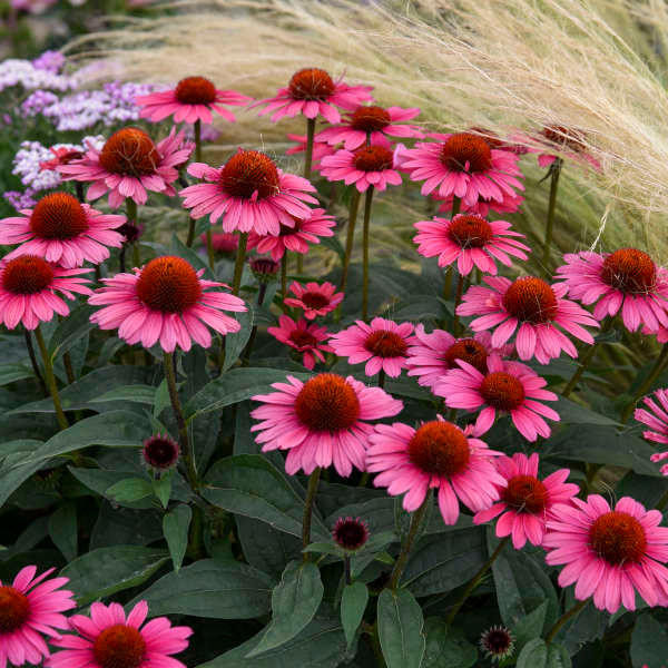 Echinacea 'Coral Craze' shipped from Grower to your door