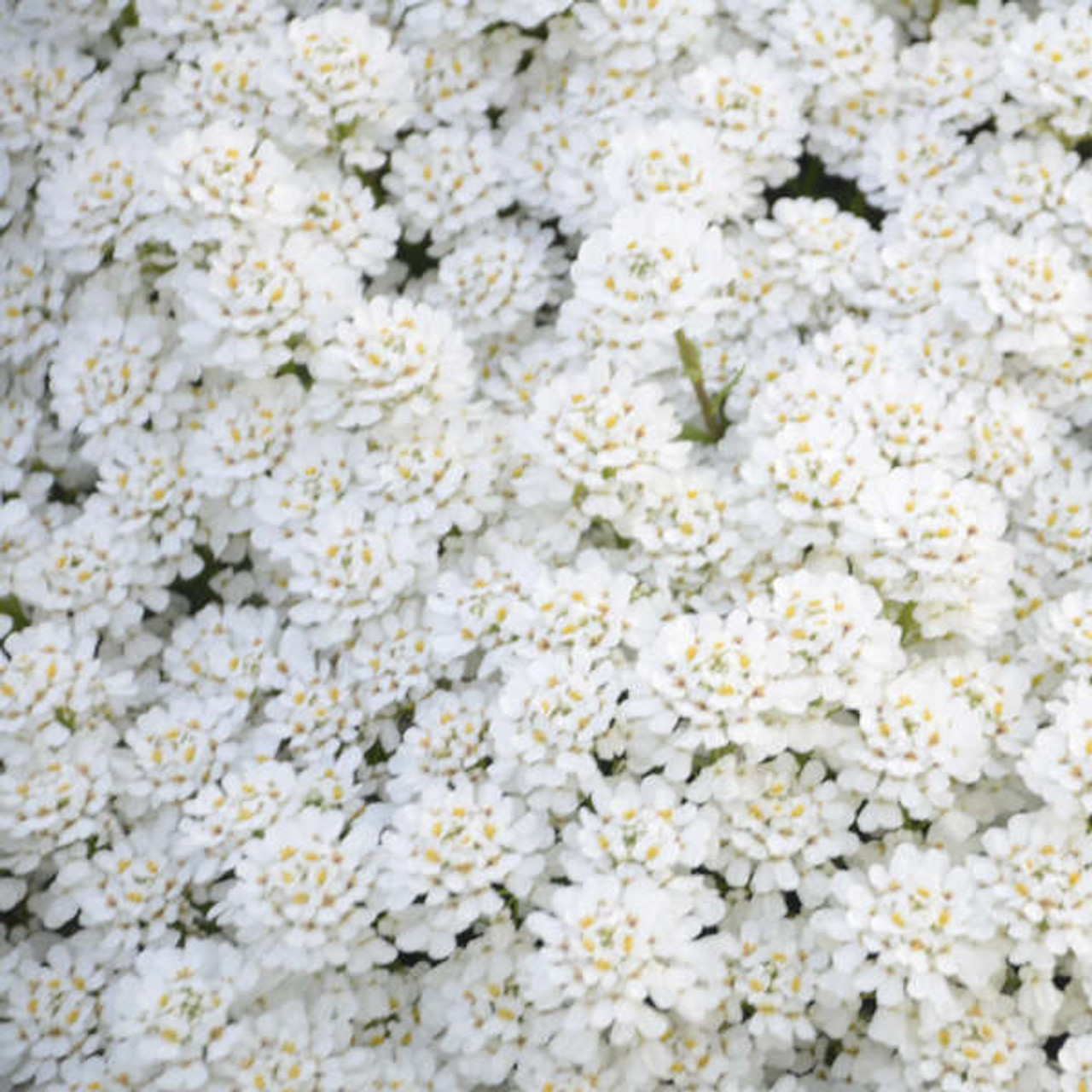 Iberis s. Snowball | Perennial Plant Sale | Bloomin Designs Nursery