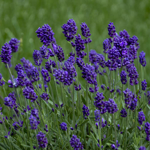 Lavandula Lavance Deep Purple shipped from Grower to your door