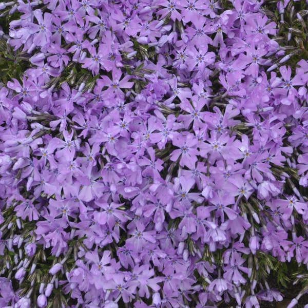 Phlox Bedazzled Orchid Perennial Plant Sale | Bloomin Designs Nursery