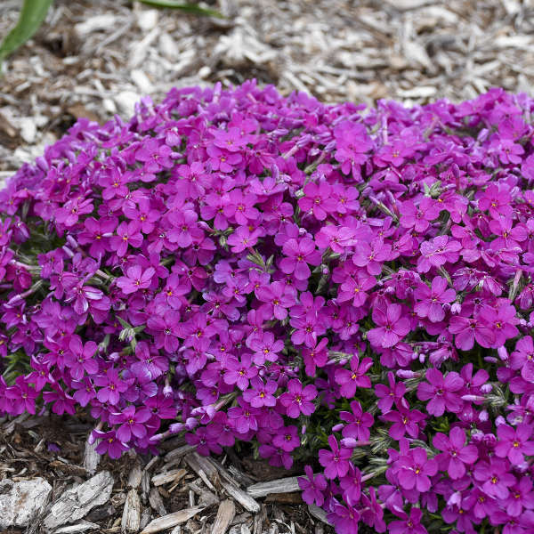 Phlox Eye Shadow shipped from Grower to your door