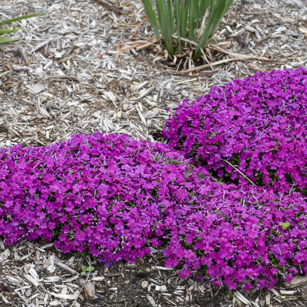 Phlox Eye Shadow shipped from Grower to your door