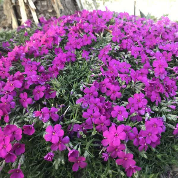 Phlox Eye Shadow shipped from Grower to your door