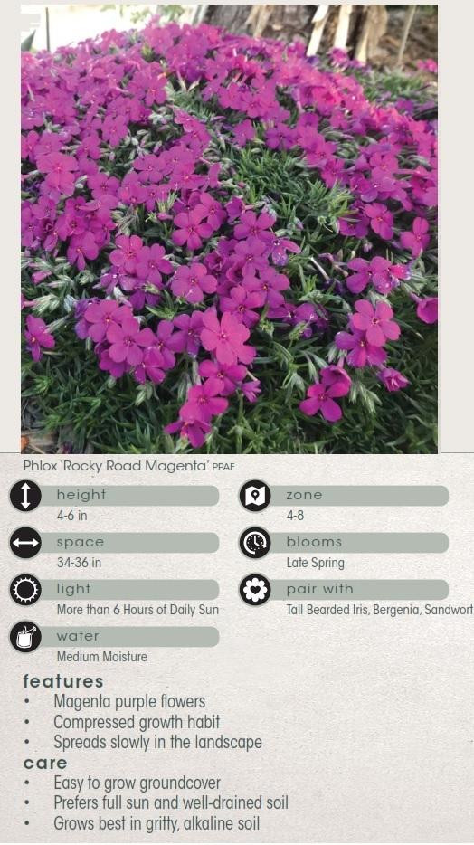 Phlox Eye Shadow shipped from Grower to your door