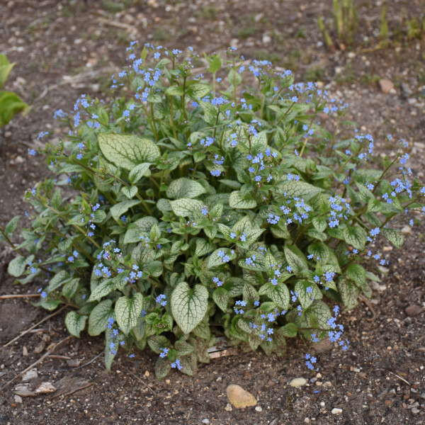 Brunnera 'Queen of Hearts' shipped from Grower to your door