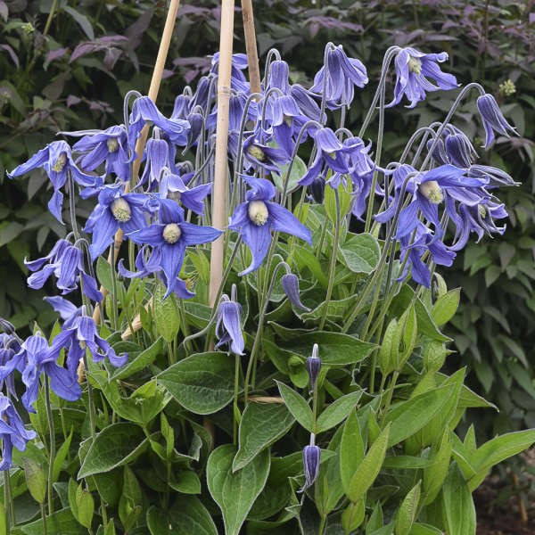 Clematis 'Blue Ribbons' shipped from Grower to your door