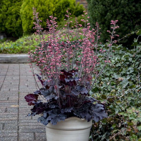 cement planter pots Montrose Large Planter