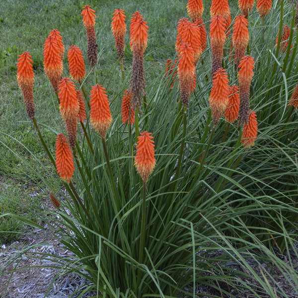 Kniphofia Joker's Wild shipped from Grower to your door