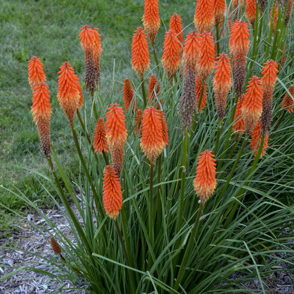 Kniphofia Joker's Wild shipped from Grower to your door