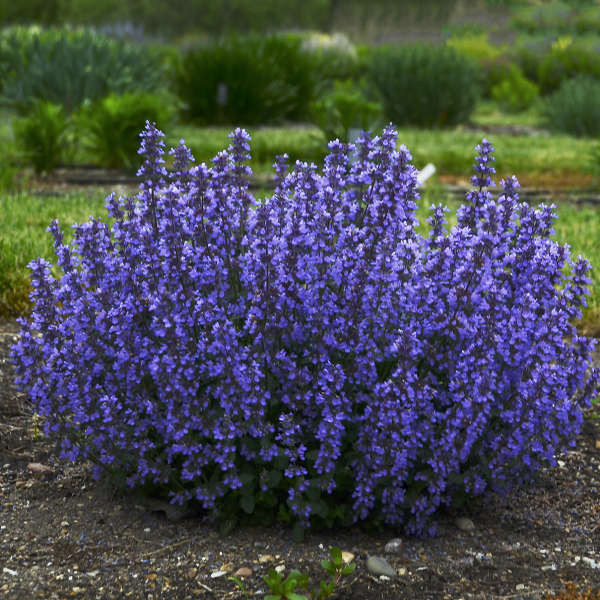 Nepeta 'Cat's Pajamas' shipped from Grower to your door