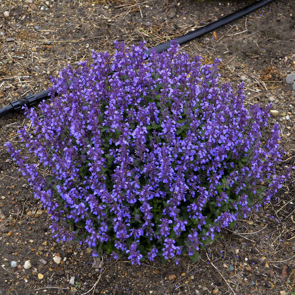 Nepeta 'Cat's Pajamas' shipped from Grower to your door