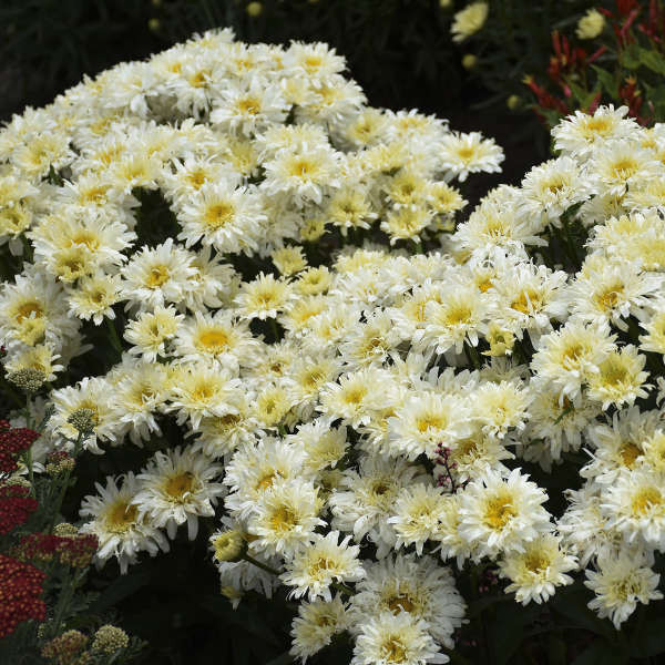 Leucanthemum s. 'Ice Cream Dream' shipped from Grower to your door
