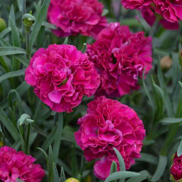 Dianthus Funky Fuchsia shipped from Grower to your door