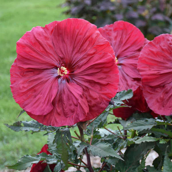 Hibiscus Blackberry Merlot shipped from Grower to your door