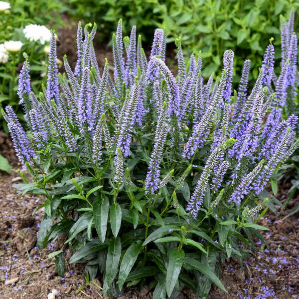 Veronica Ever After shipped from Grower to your door