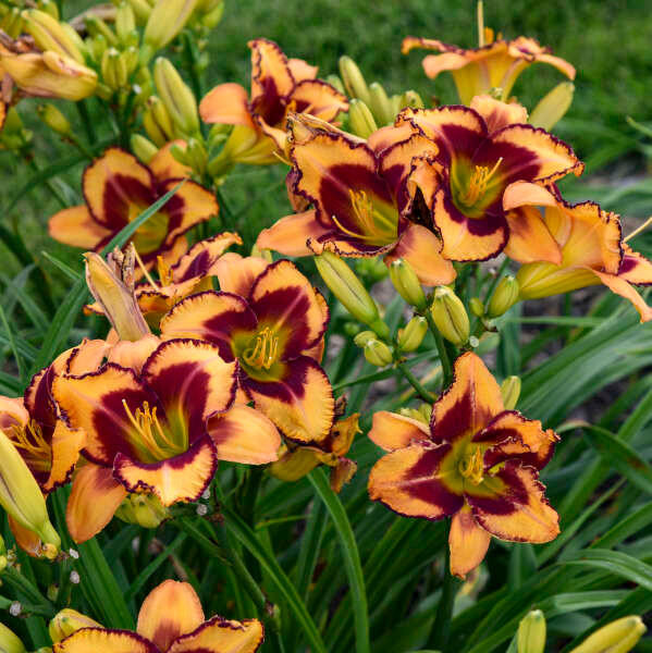 Daylily 'Blazing Glory' shipped from Grower to your door
