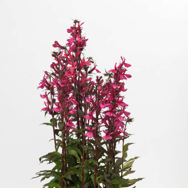 Lobelia STARSHIP Rose shipped from Grower to your door