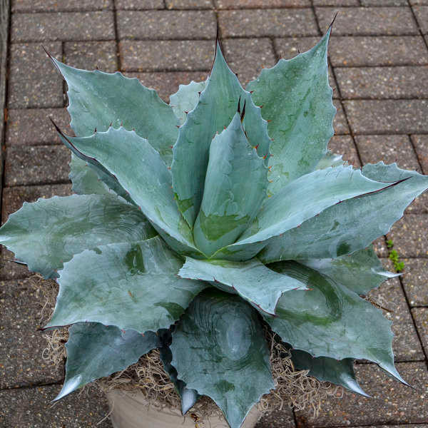 オバティーフォリア　フロスティブルー Agave ovatifolia 'Frosty Blue' | mana's farm:塊根