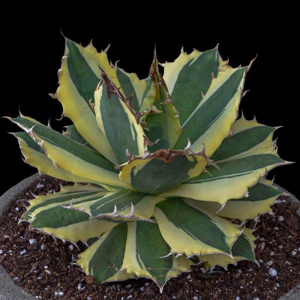 Agave Snaggle Tooth shipped from Grower to your door