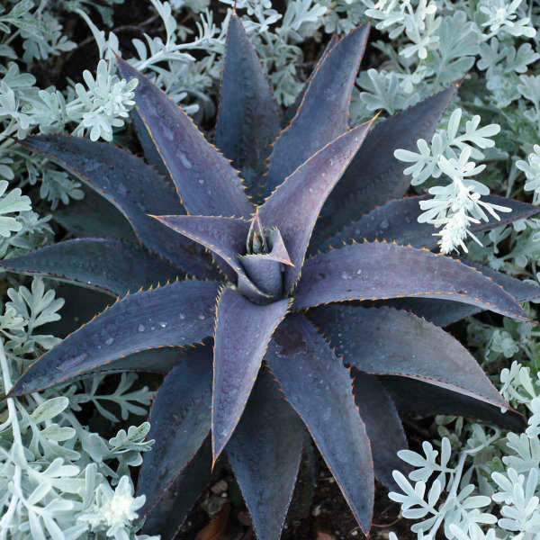 Mangave 'Purple People Eater' shipped from Grower to your door