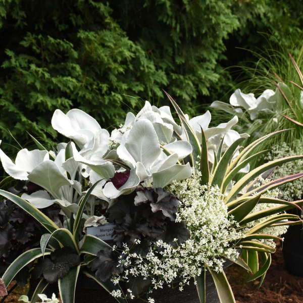 Mangave 'Snow Leopard' shipped from Grower to your door
