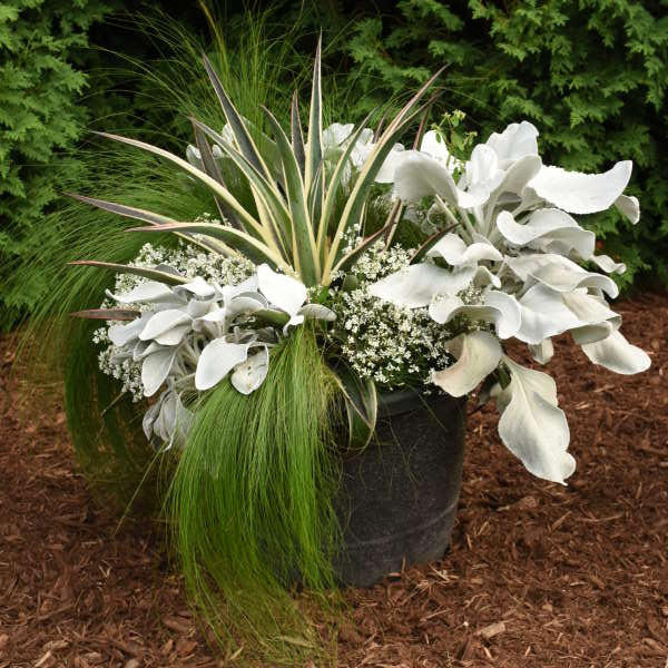 Mangave 'Snow Leopard' shipped from Grower to your door