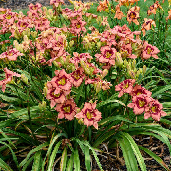 Daylily Fearfully and Wonderfully Made shipped from Grower to your