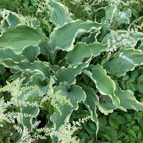 Hosta Dancing in the Moonlight shipped from Grower to your door