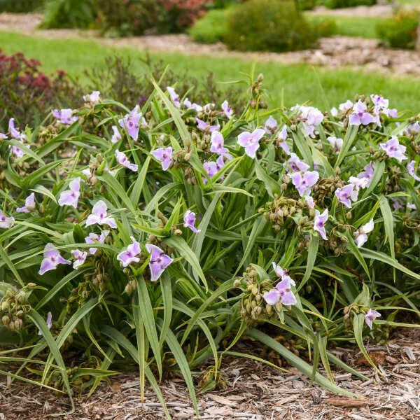 Tradescantia 'Webmaster' (25) BR Plants - Bloomin Designs