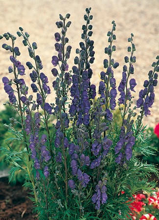 Aconitum napellus shipped from Grower to your door