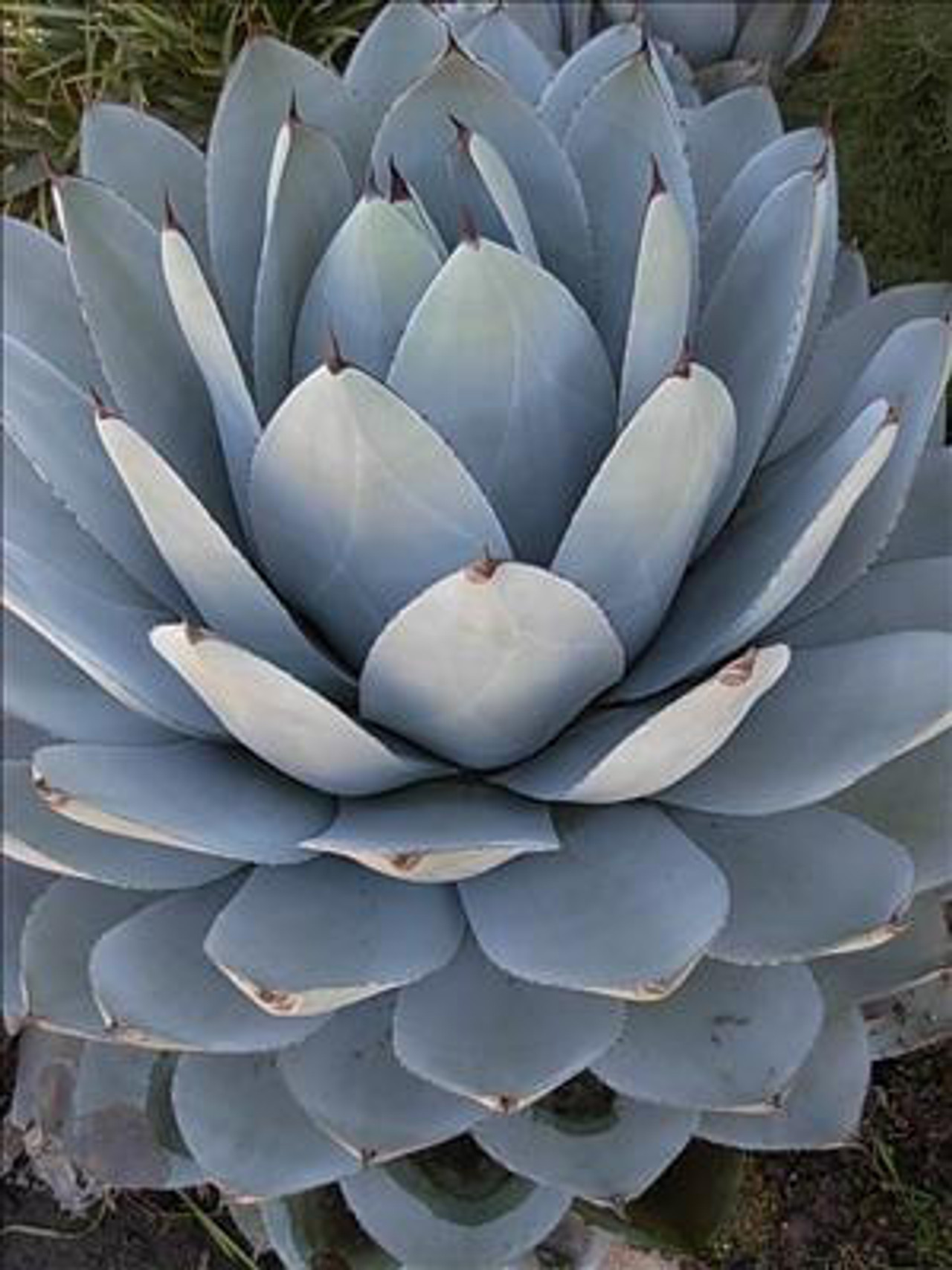 アガベ Agave parryi ssp. truncata 'Jackpot' 168 Agave Parryi var Truncata — GDNC Nursery