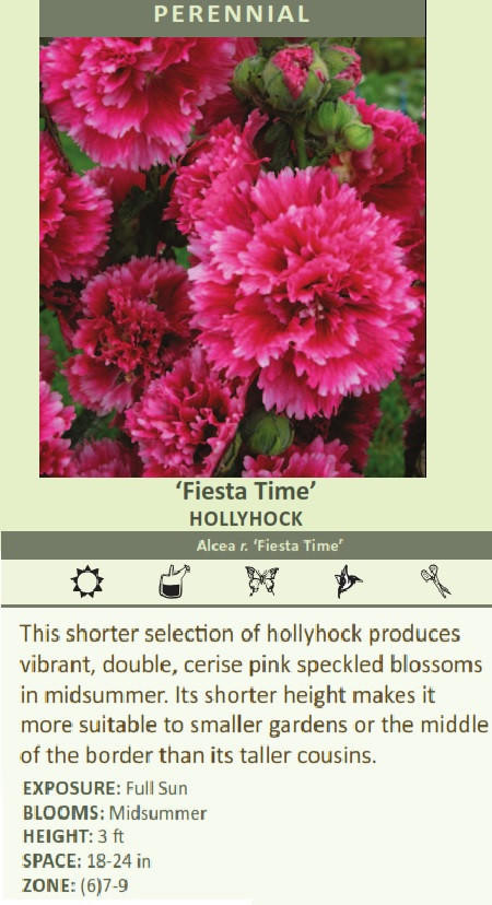 Alcea rosea 'Fiesta Time' shipped from Grower to your door