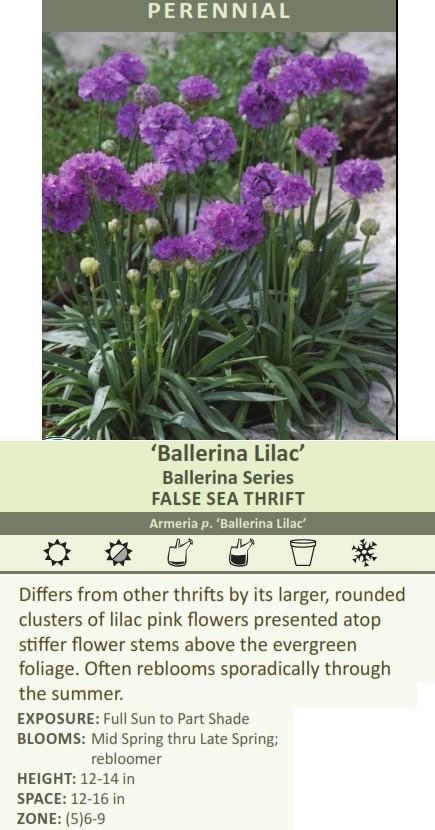 Armeria p. 'Ballerina Lilac' shipped from Grower to your door