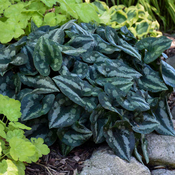 Asarum splendens shipped from Grower to your door