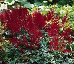 トップス Astilbe Top The Toe Astilbe 'Glow' ('Glut') shipped from Grower to your door